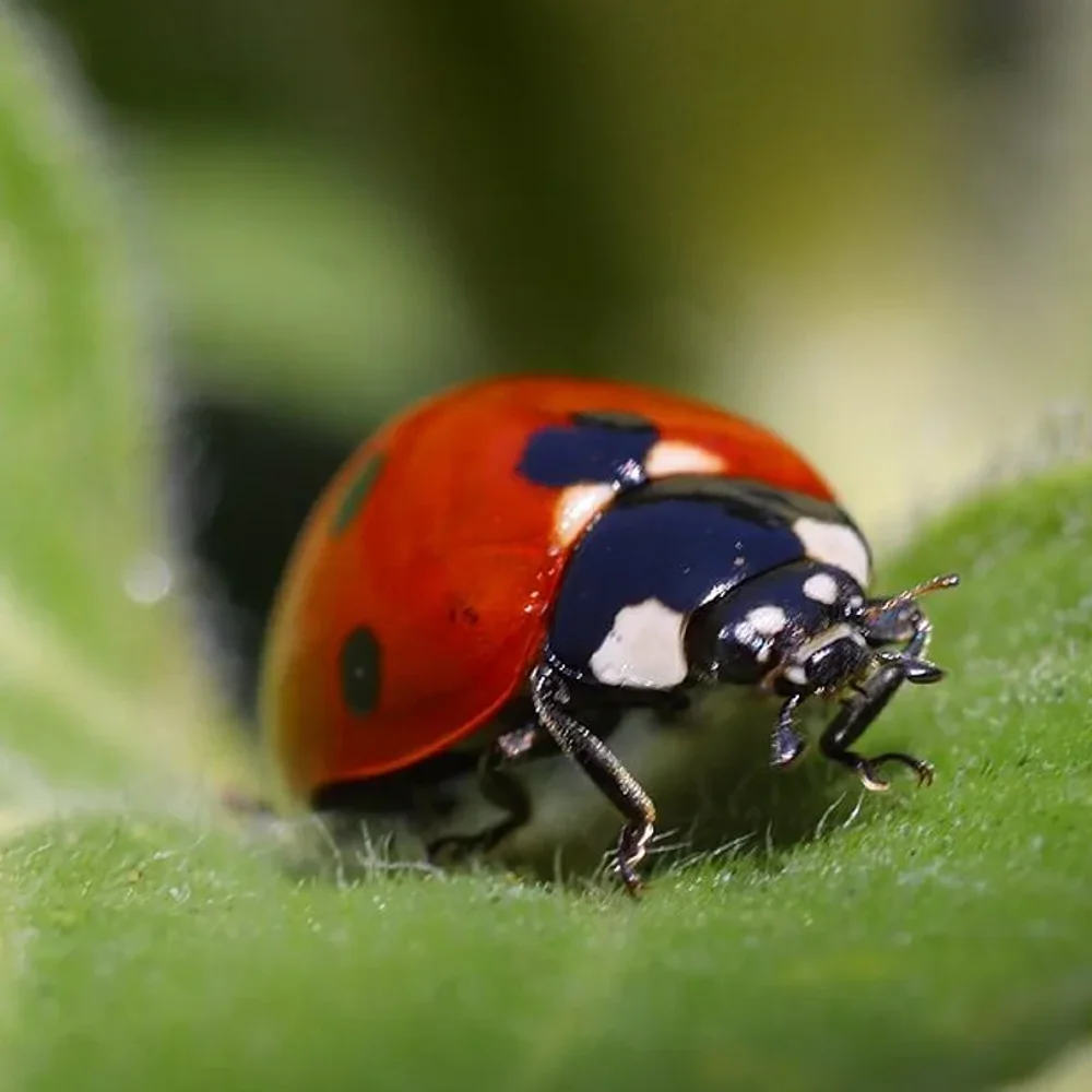 Ladybug