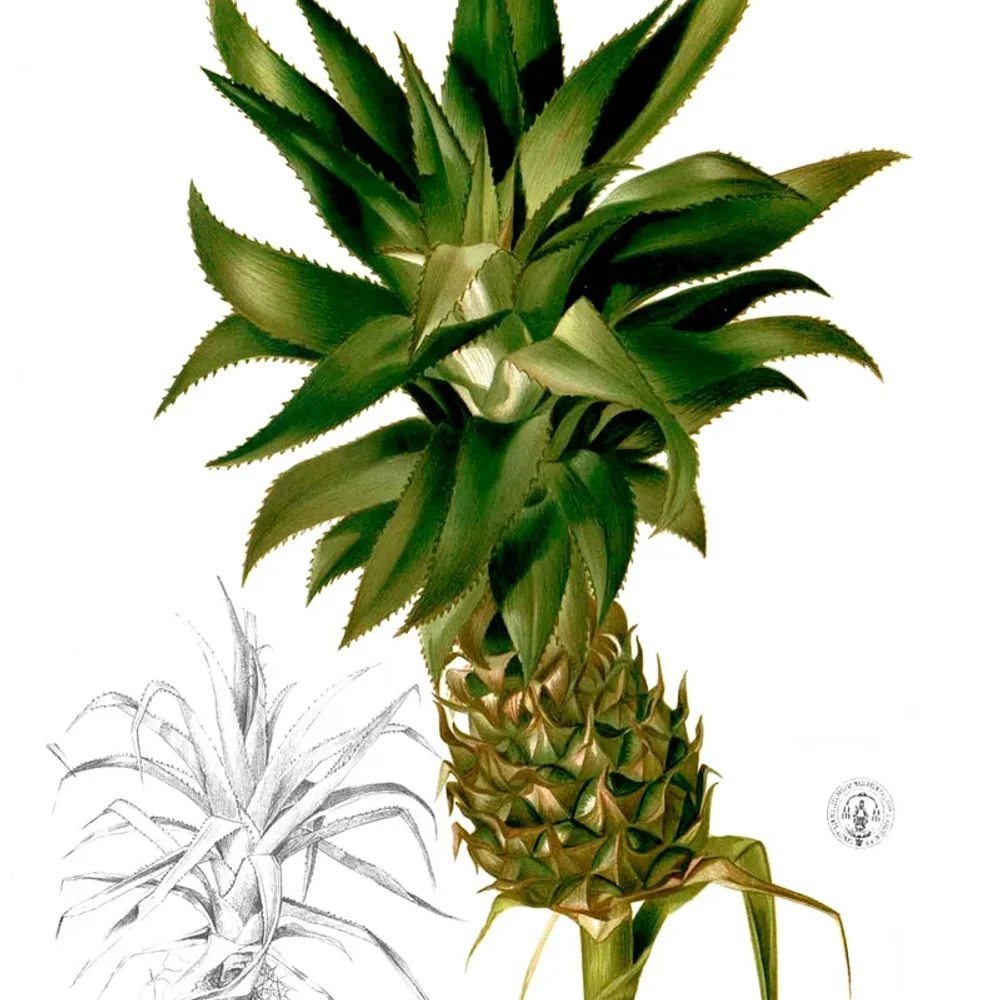 Pineapple