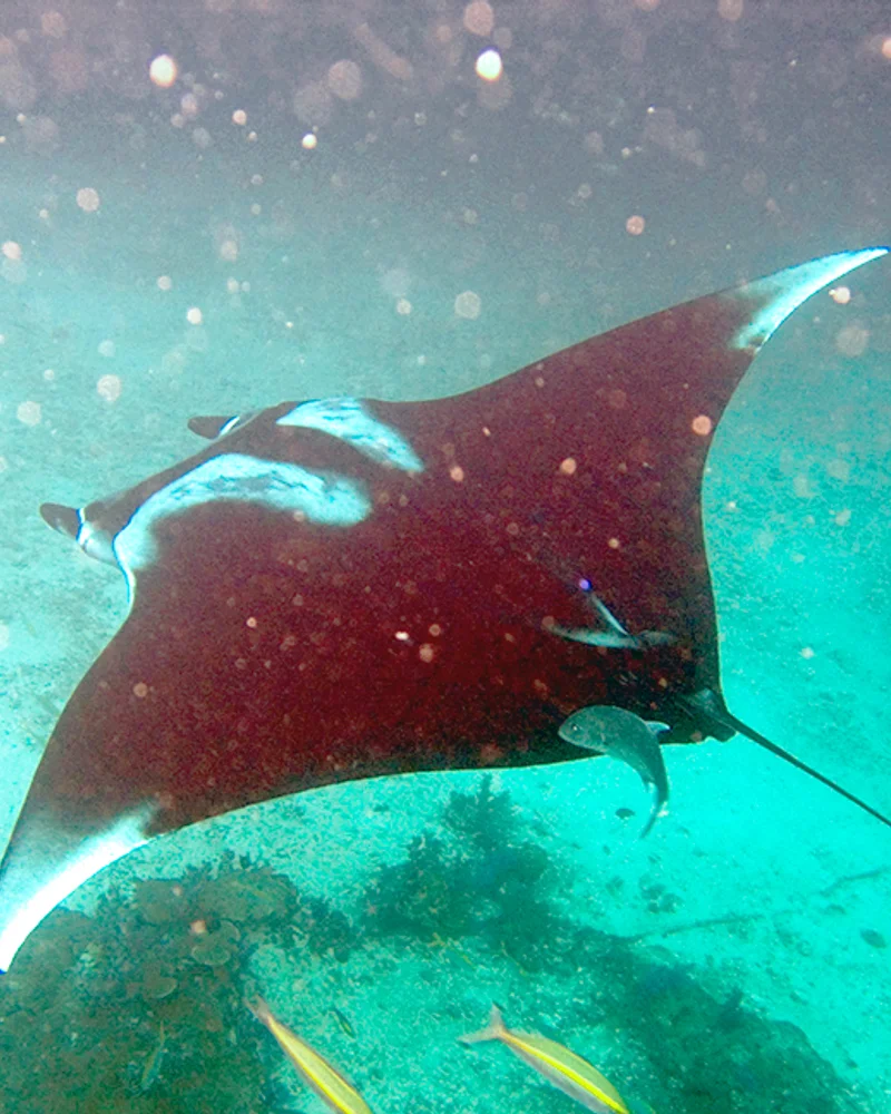 Manta
