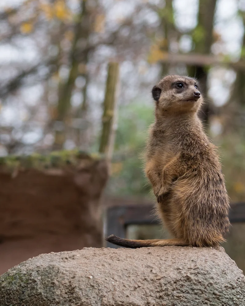 Meerkat