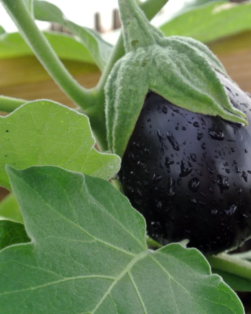 Eggplant