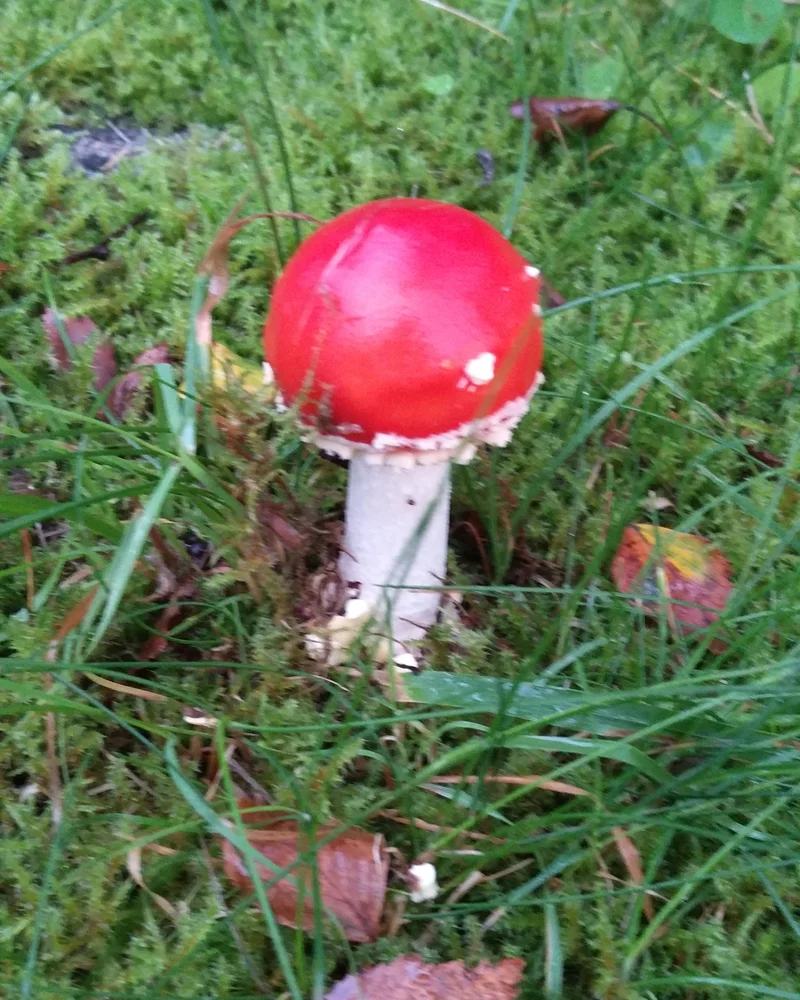 Mushroom