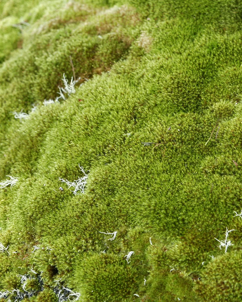 Moss