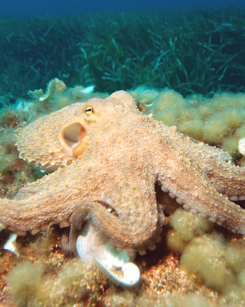 Octopus