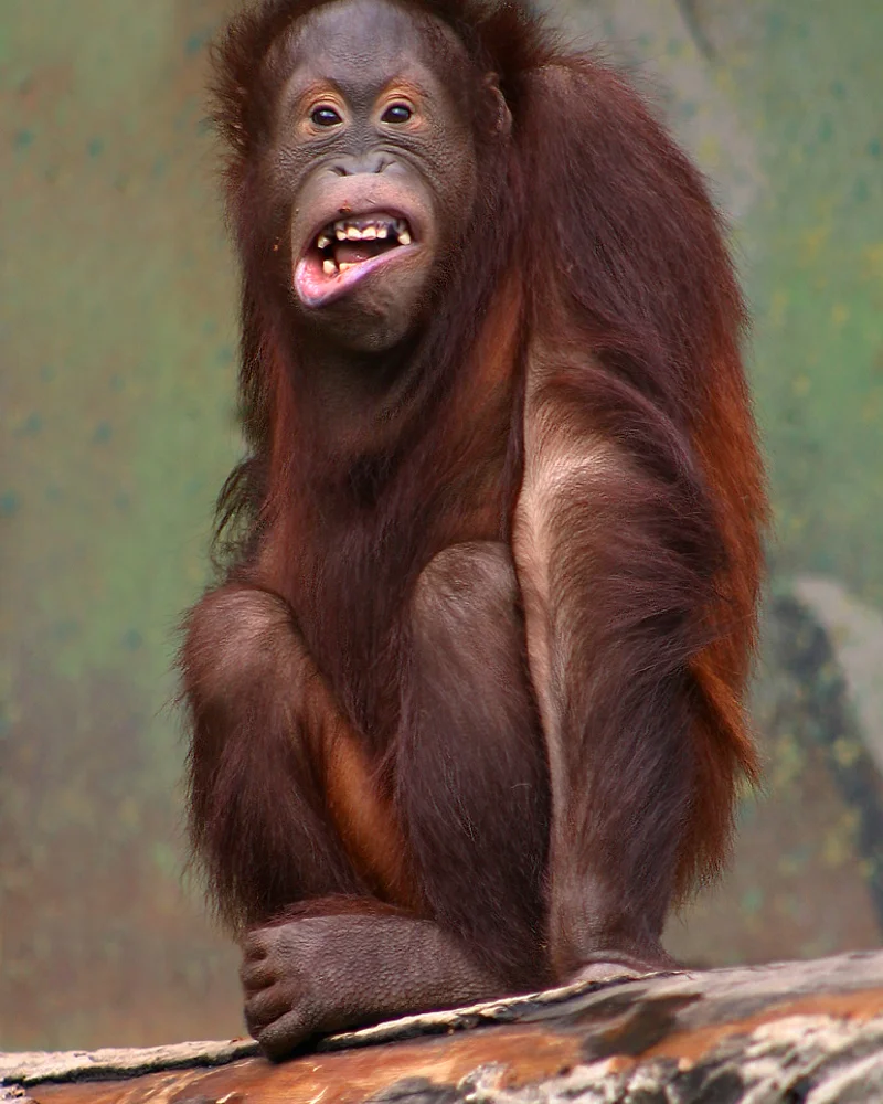 Orangutan
