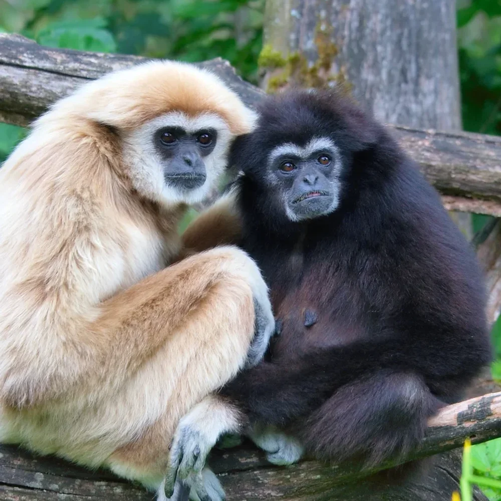 Gibbon