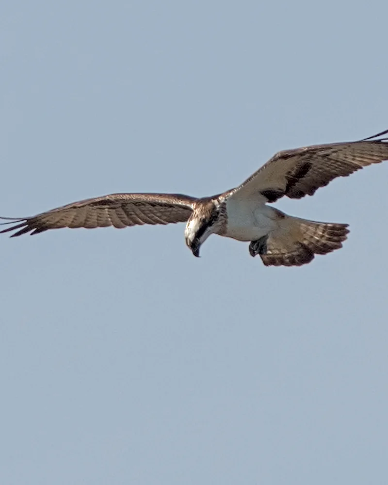 Osprey