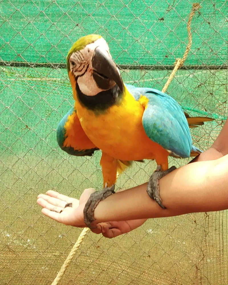 Macaw