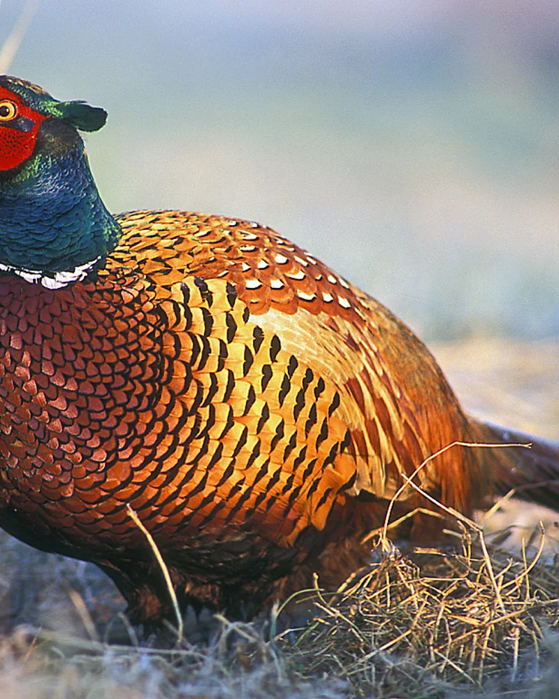 Pheasant