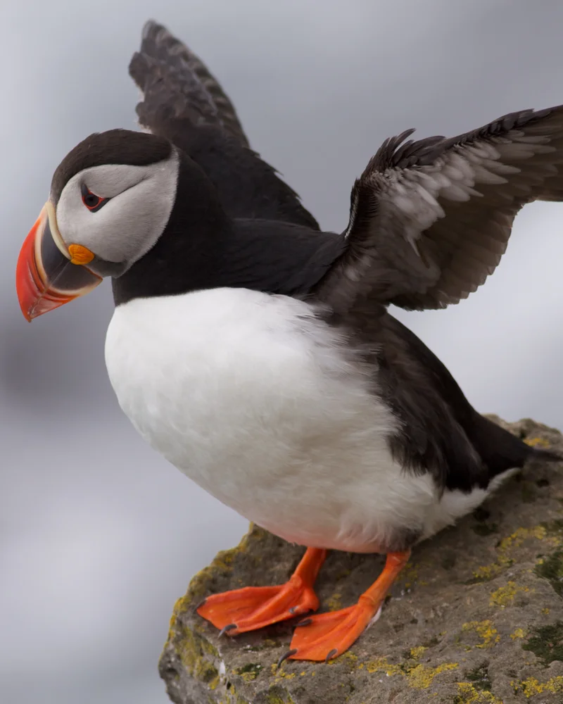Puffin