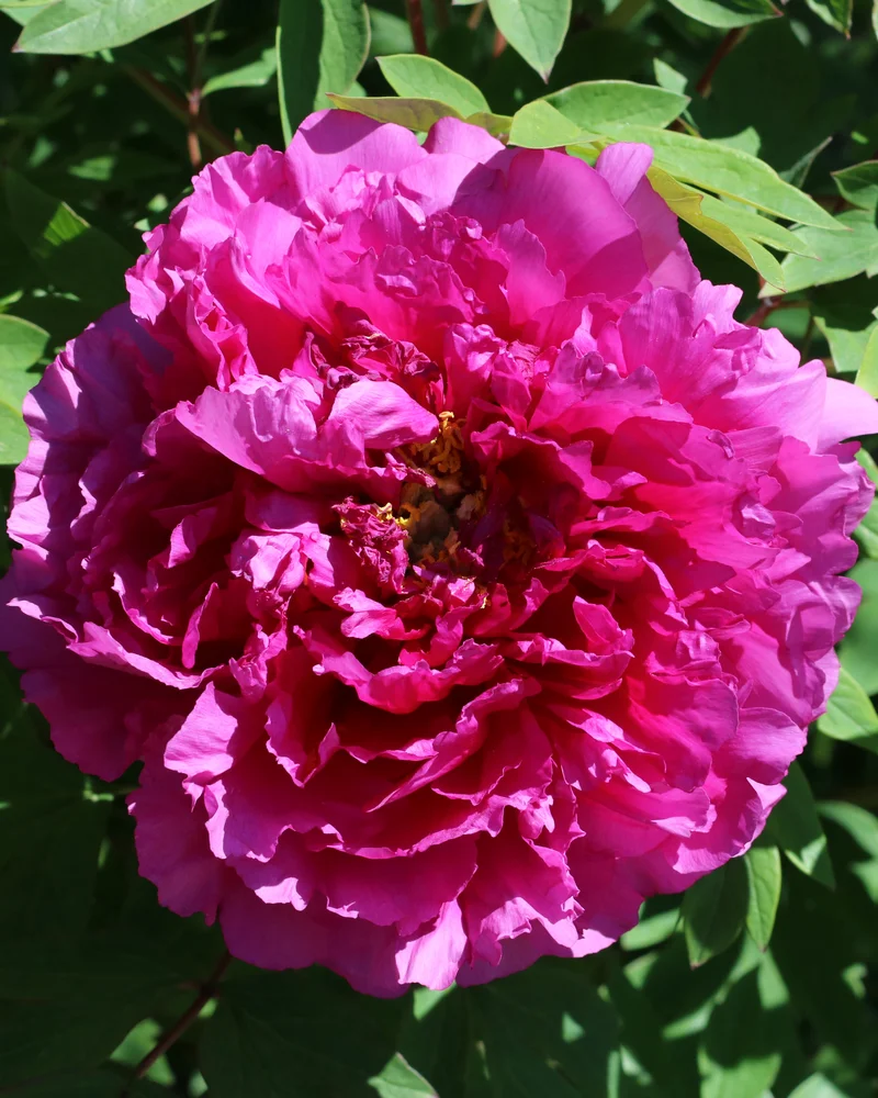 Peonies