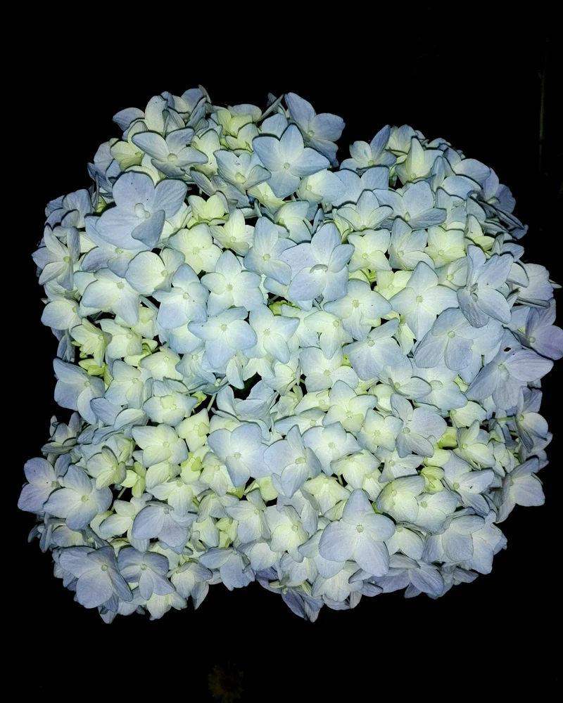 Hydrangeas
