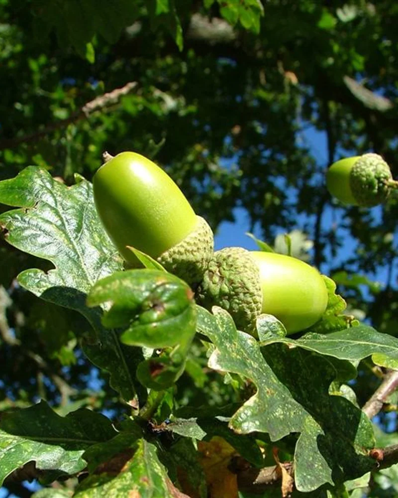 Acorn