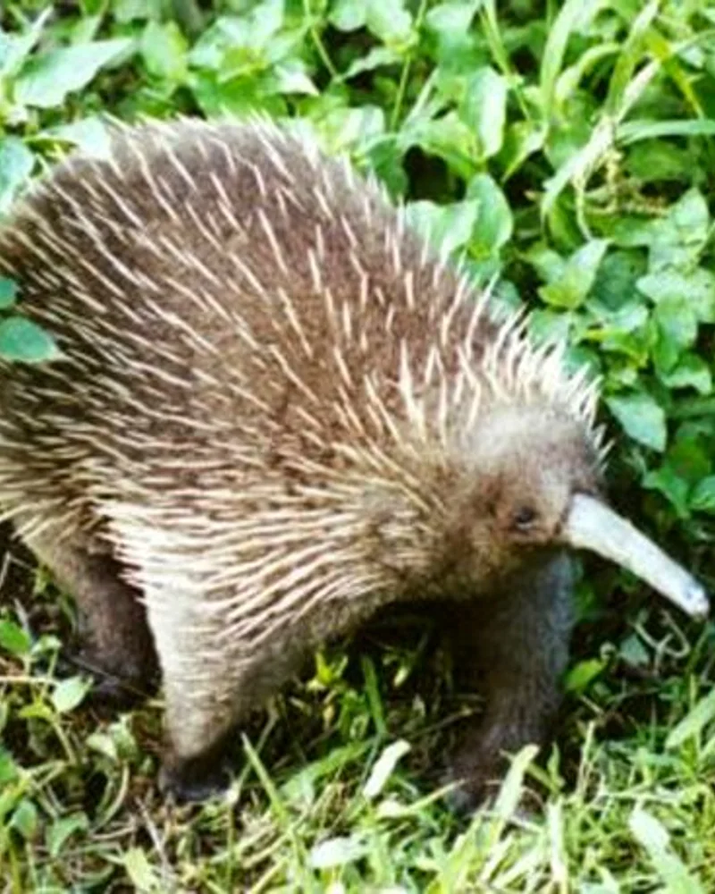 Echidna