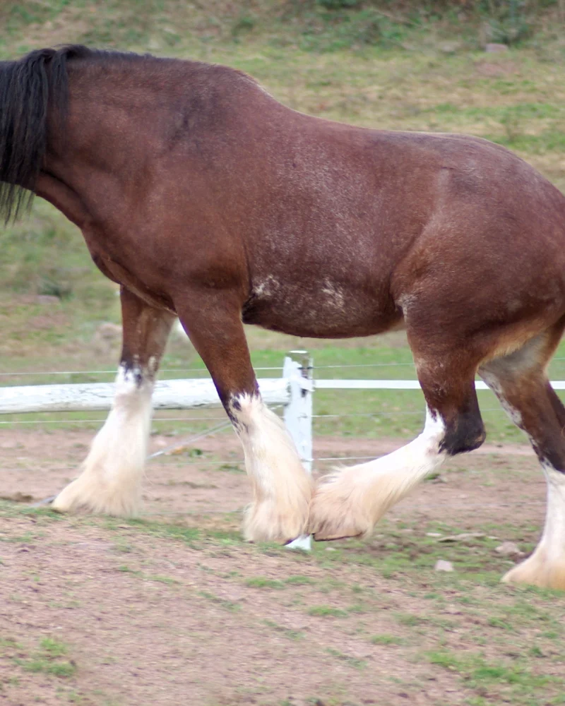 Clydesdale