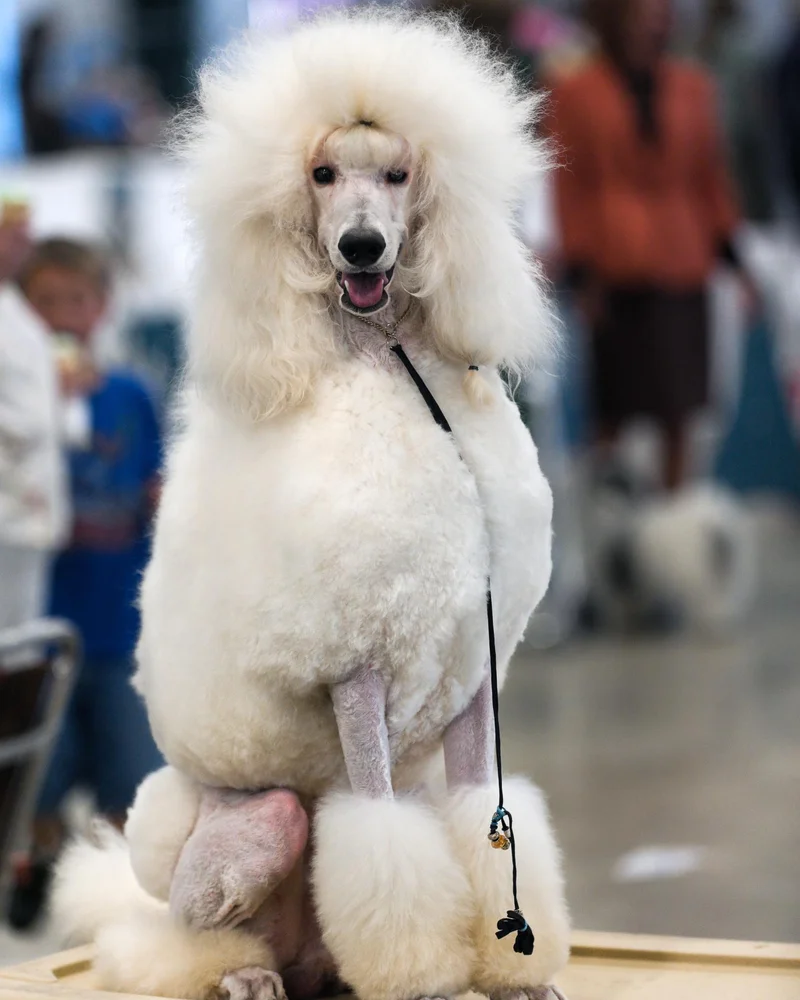 Poodle
