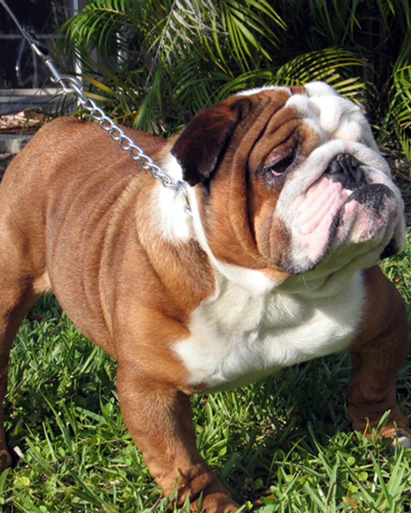 Bulldog