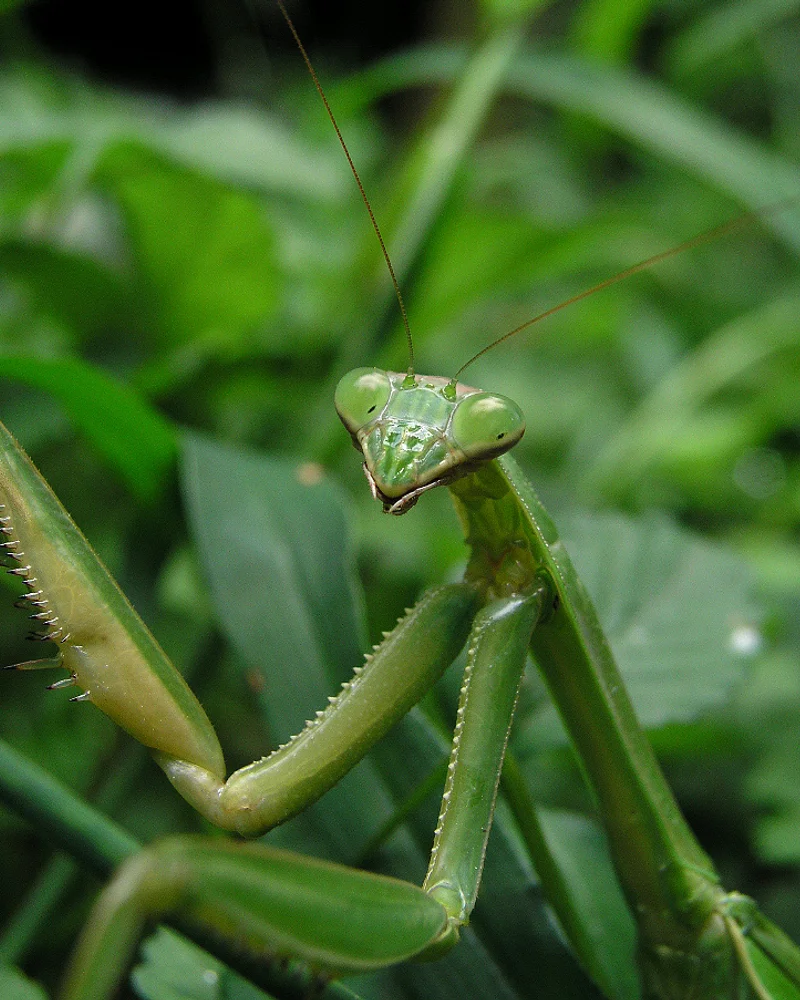 Mantis