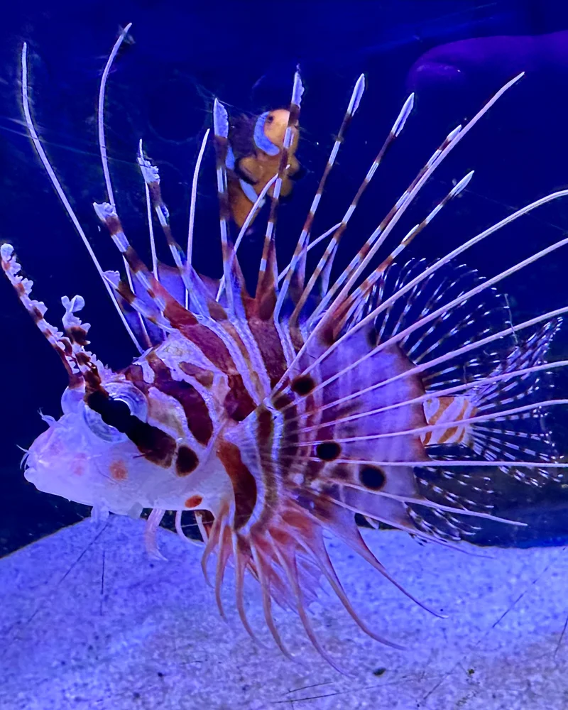 Lionfish