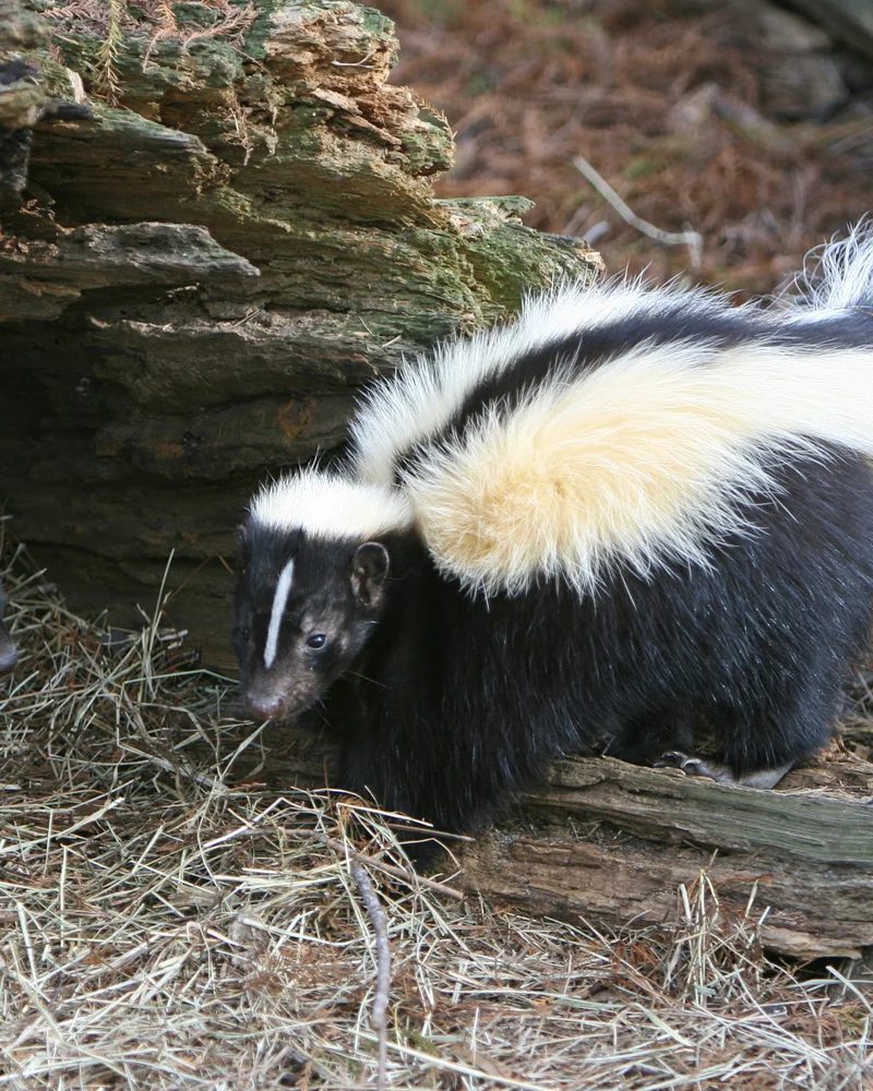 Skunk