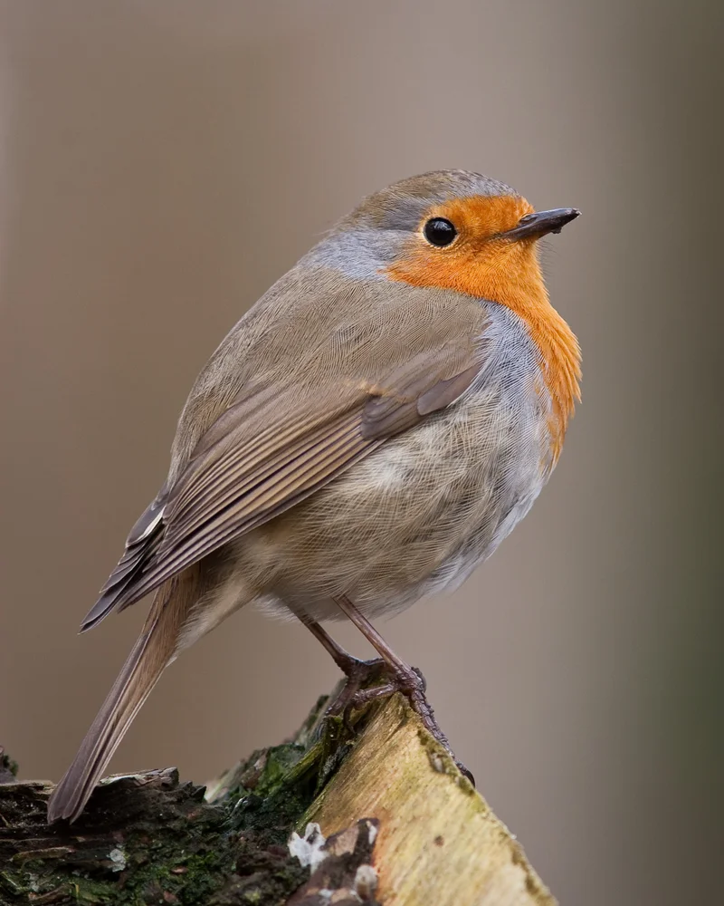 Robin