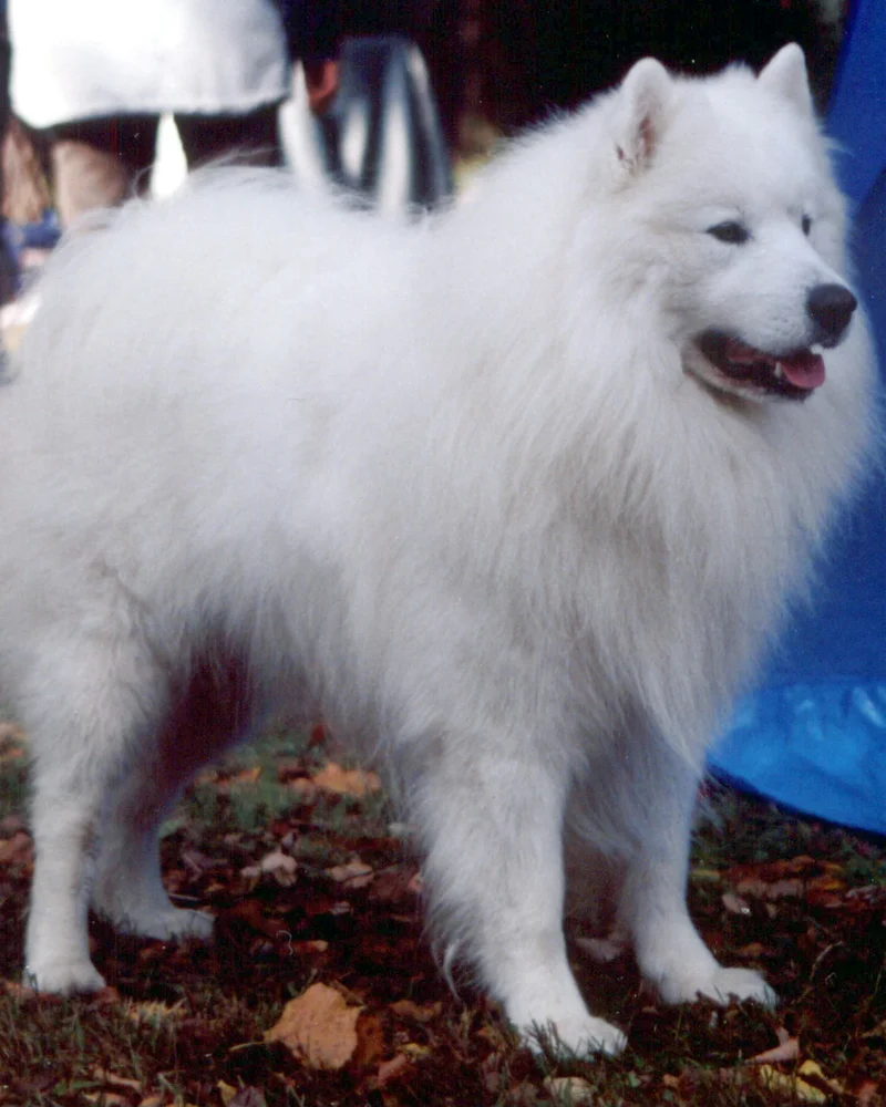 Samoyed
