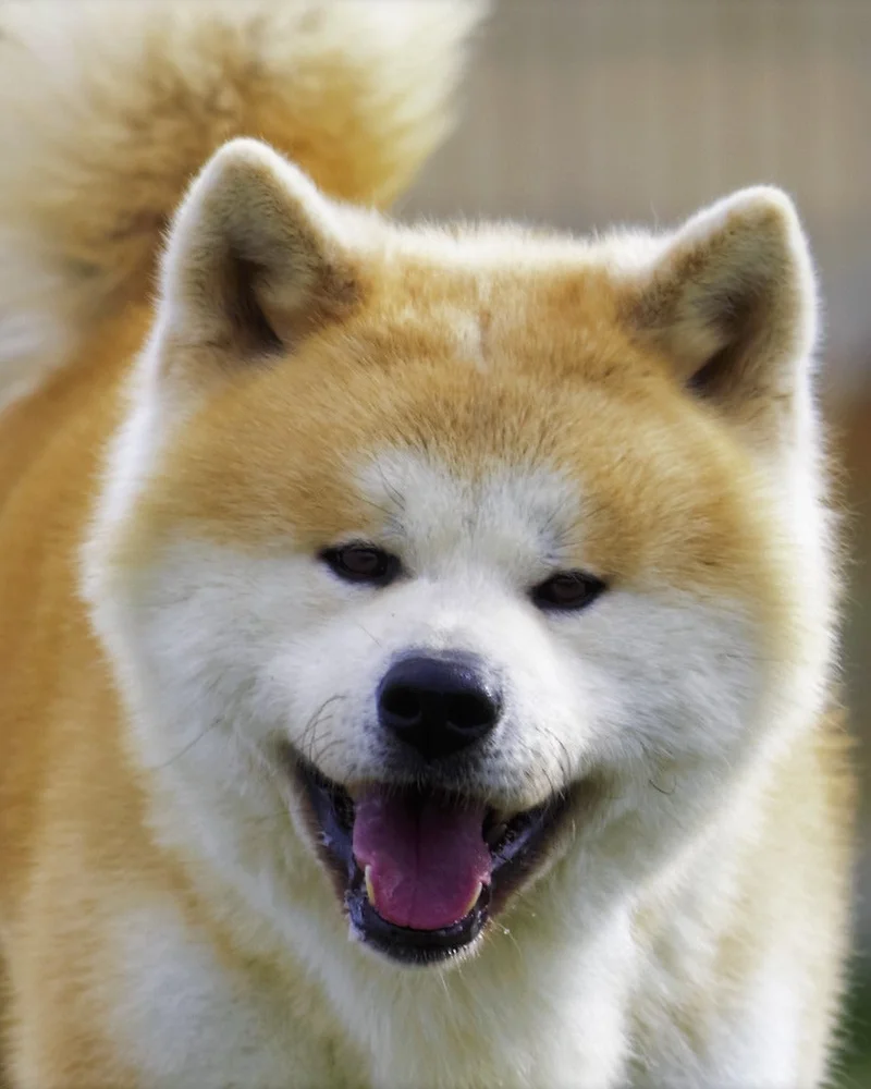 Akita