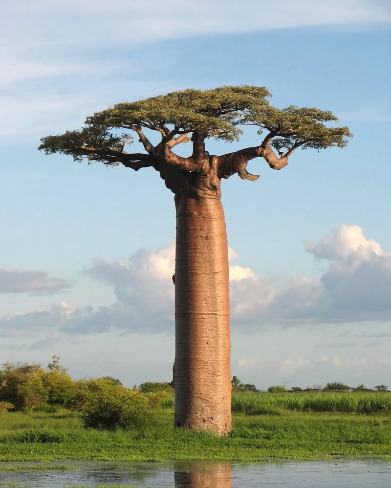 Baobab