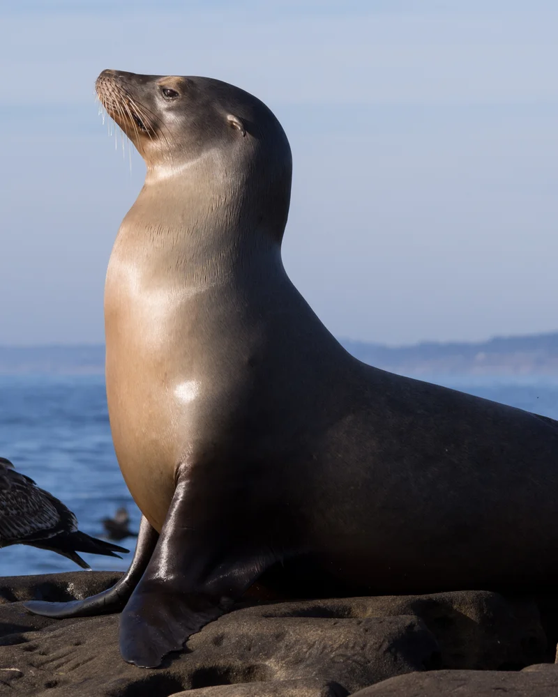 Sea Lion