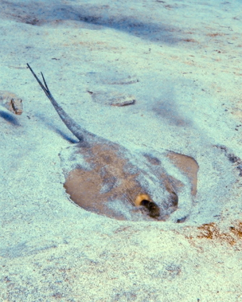 Stingray