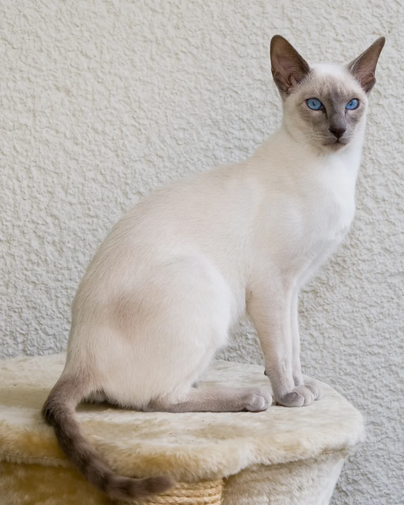 Siamese