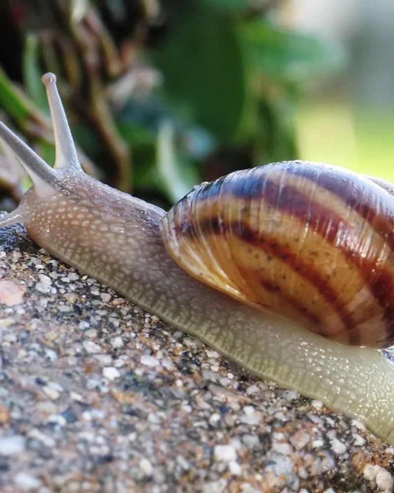 Snail