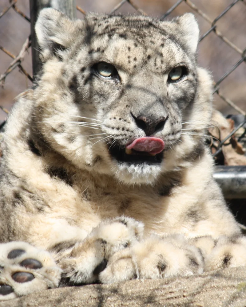 Snow Leopard