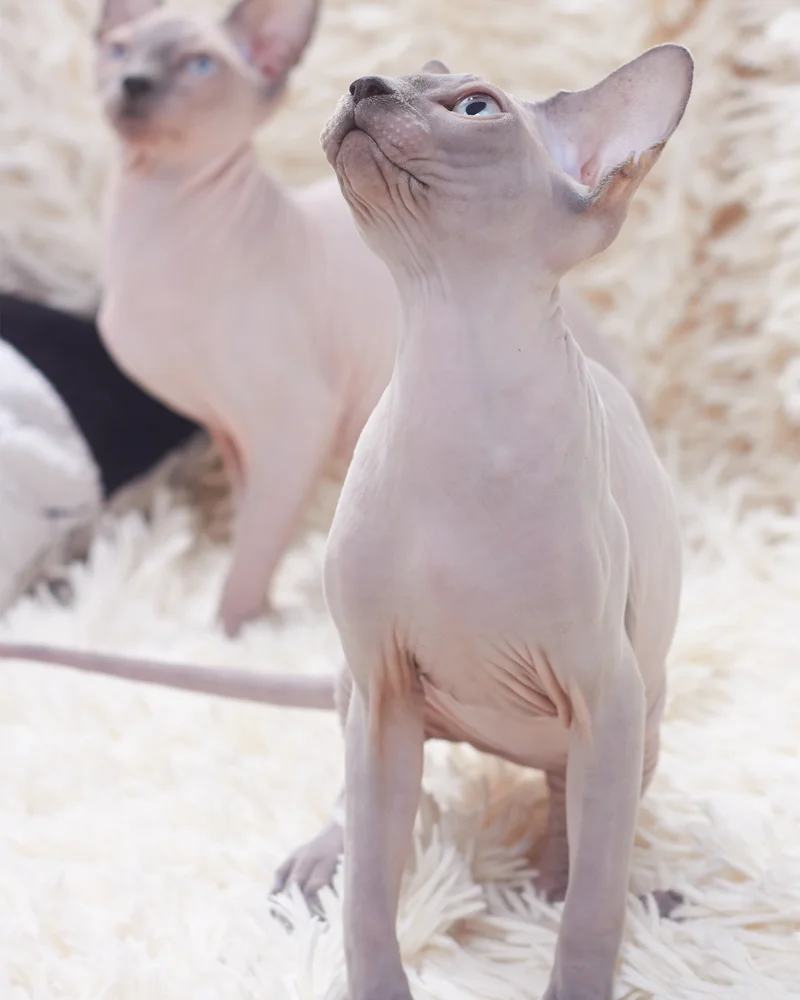 Sphynx