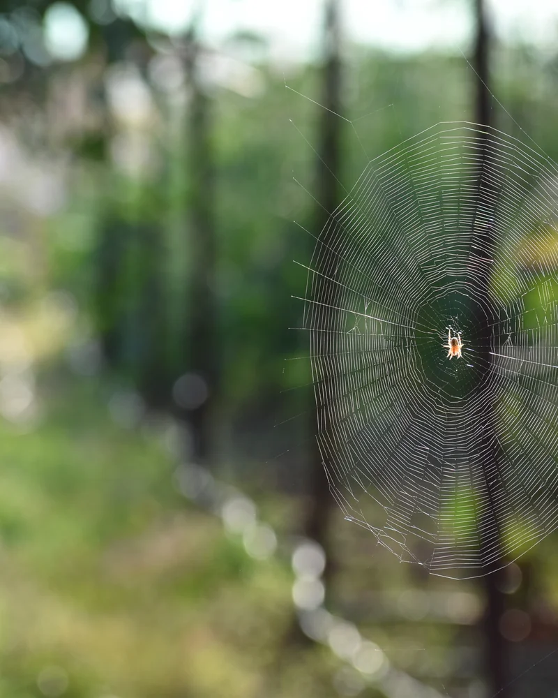 Web