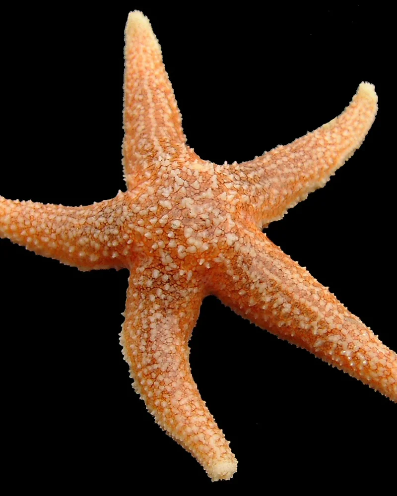 Starfish