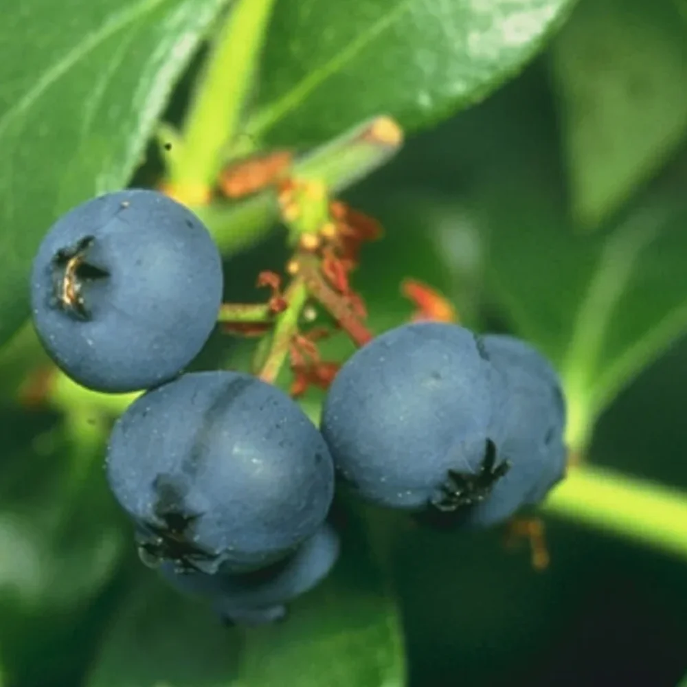 Blueberries
