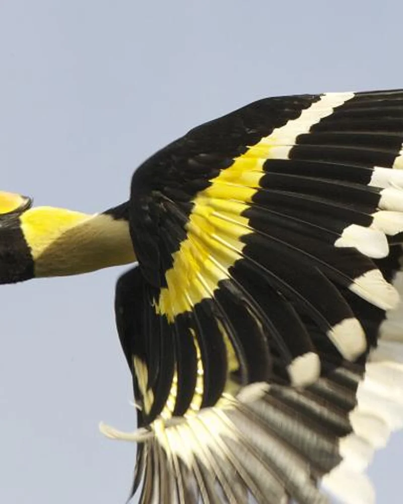 Hornbill