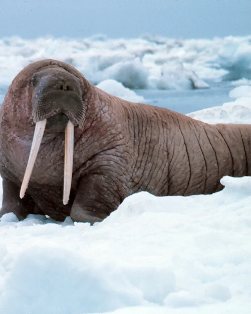 Walrus