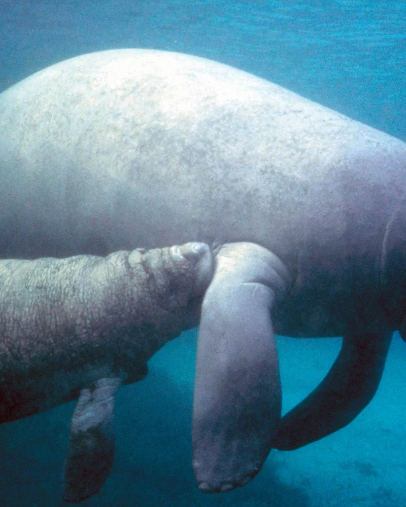 Manatee