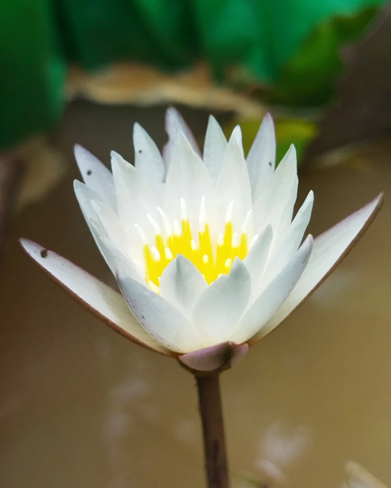 Waterlily