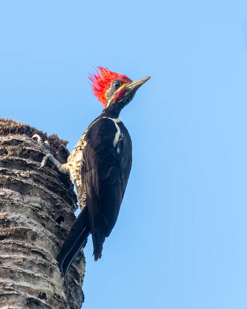 Woodpecker