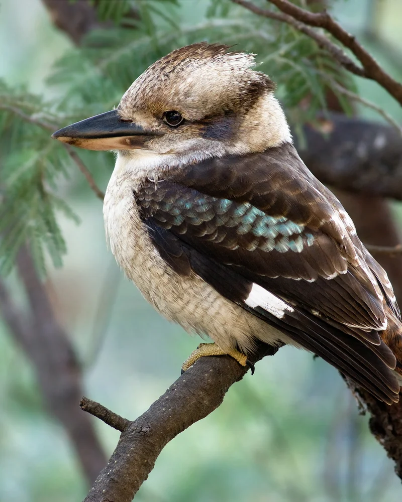 Kookaburra
