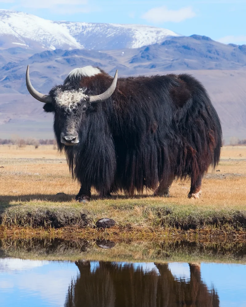 Yak