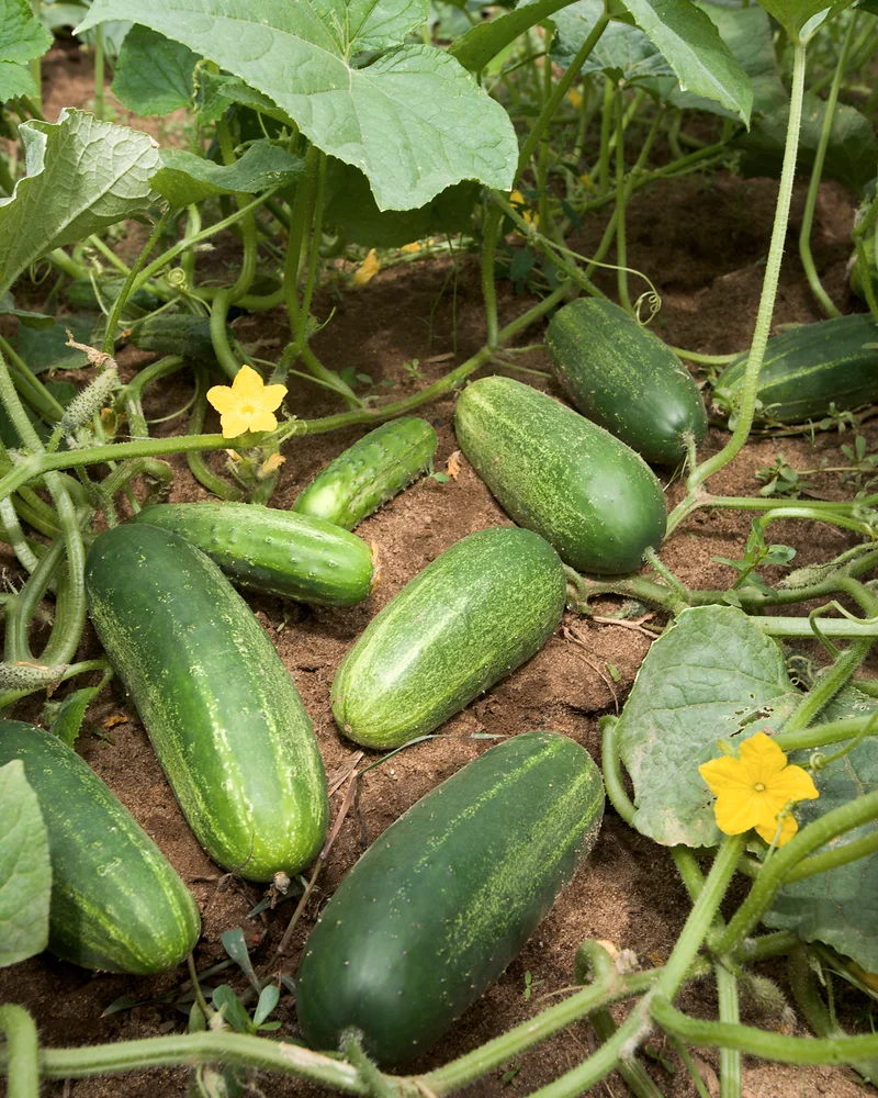 Cucumber