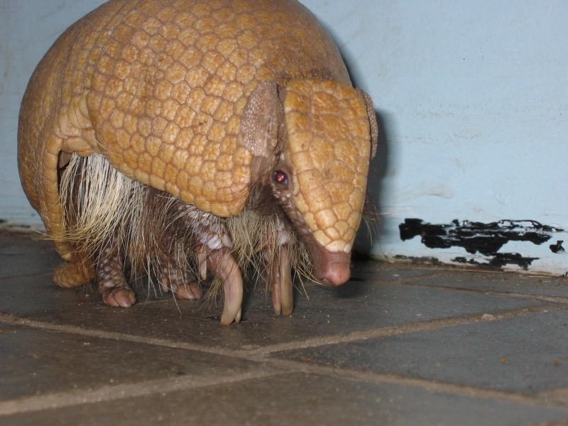 Fuleco (Armadillo, Brazil 2014)